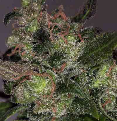 Da Purps > T.H. Seeds | Regular Marijuana   |  Indica